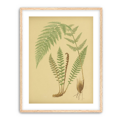Fern fronds on tan paper