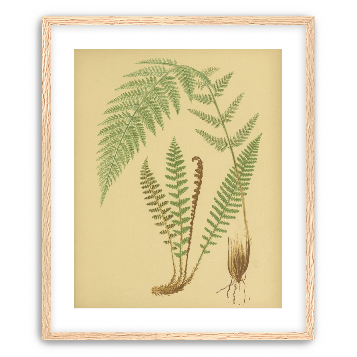Fern fronds on tan paper
