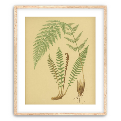 Fern fronds on tan paper