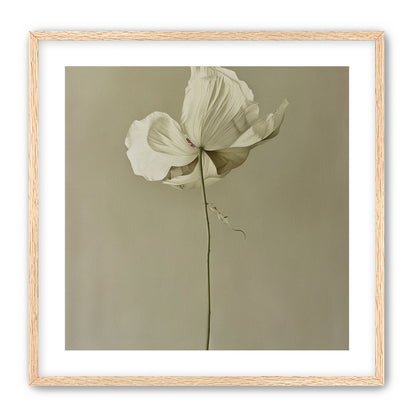 Ivory bloom in gray air