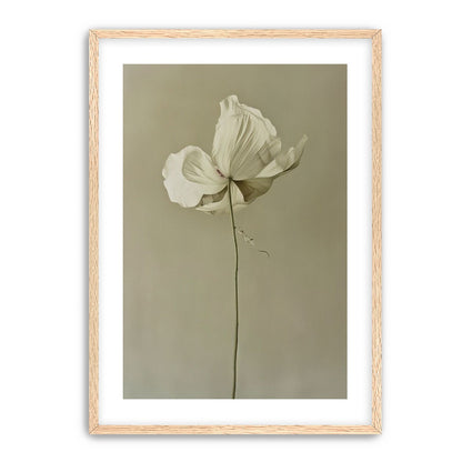 Ivory bloom in gray air