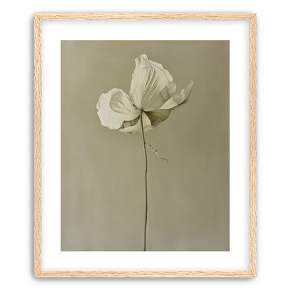 Ivory bloom in gray air