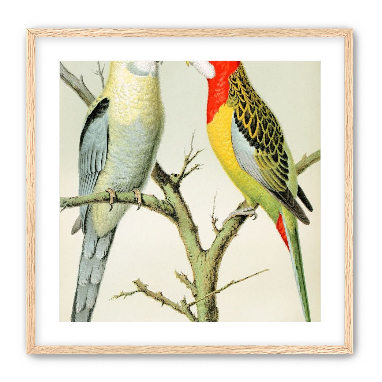 Beaks across the branch