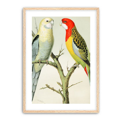 Beaks across the branch