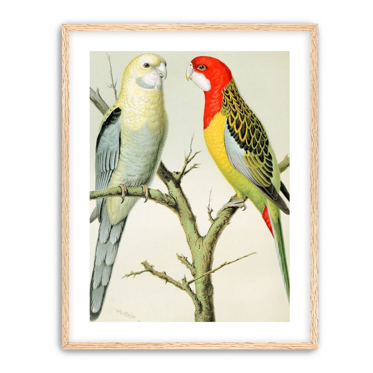 Beaks across the branch