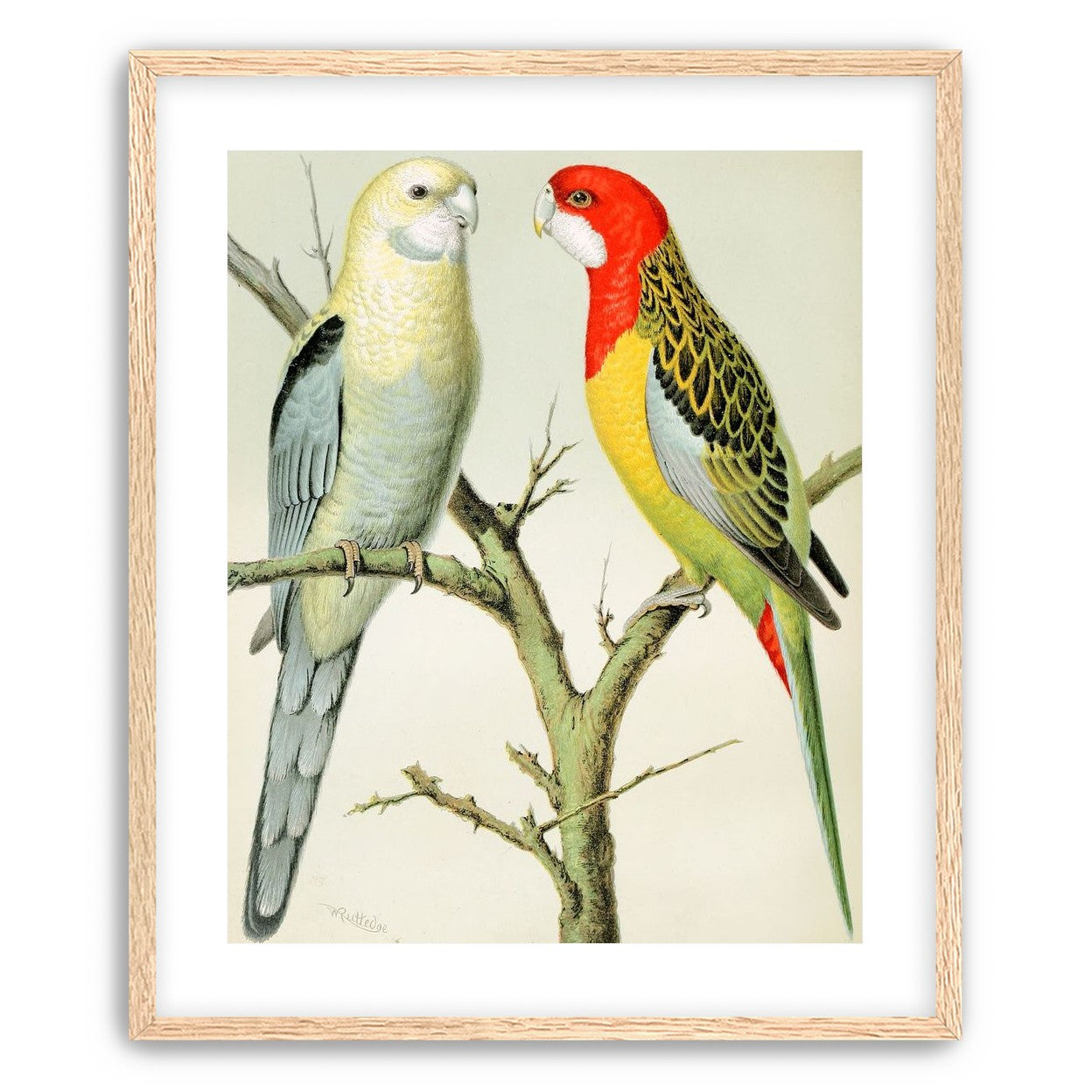 Beaks across the branch
