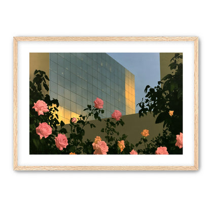 Roses against the glass wall