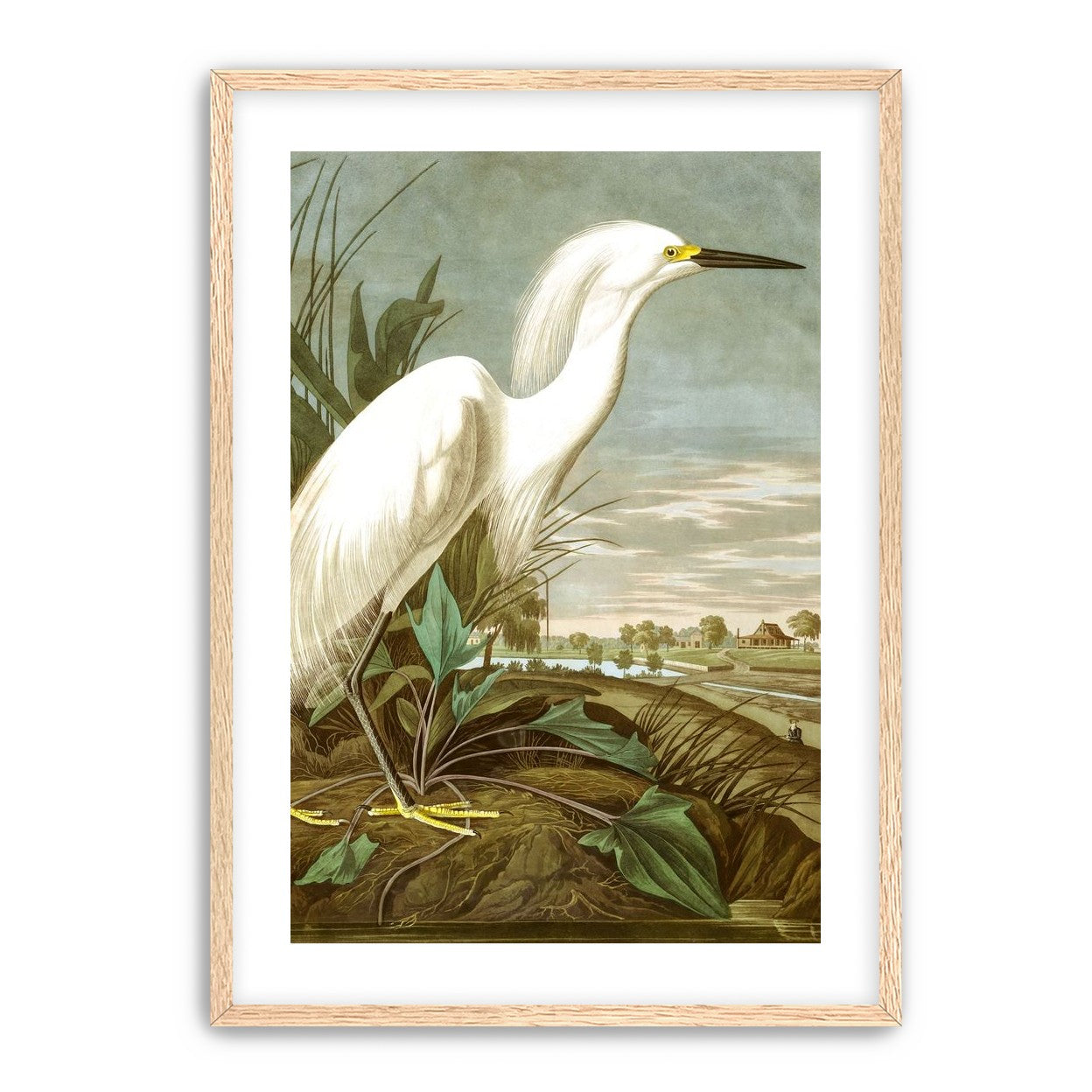 White Egret