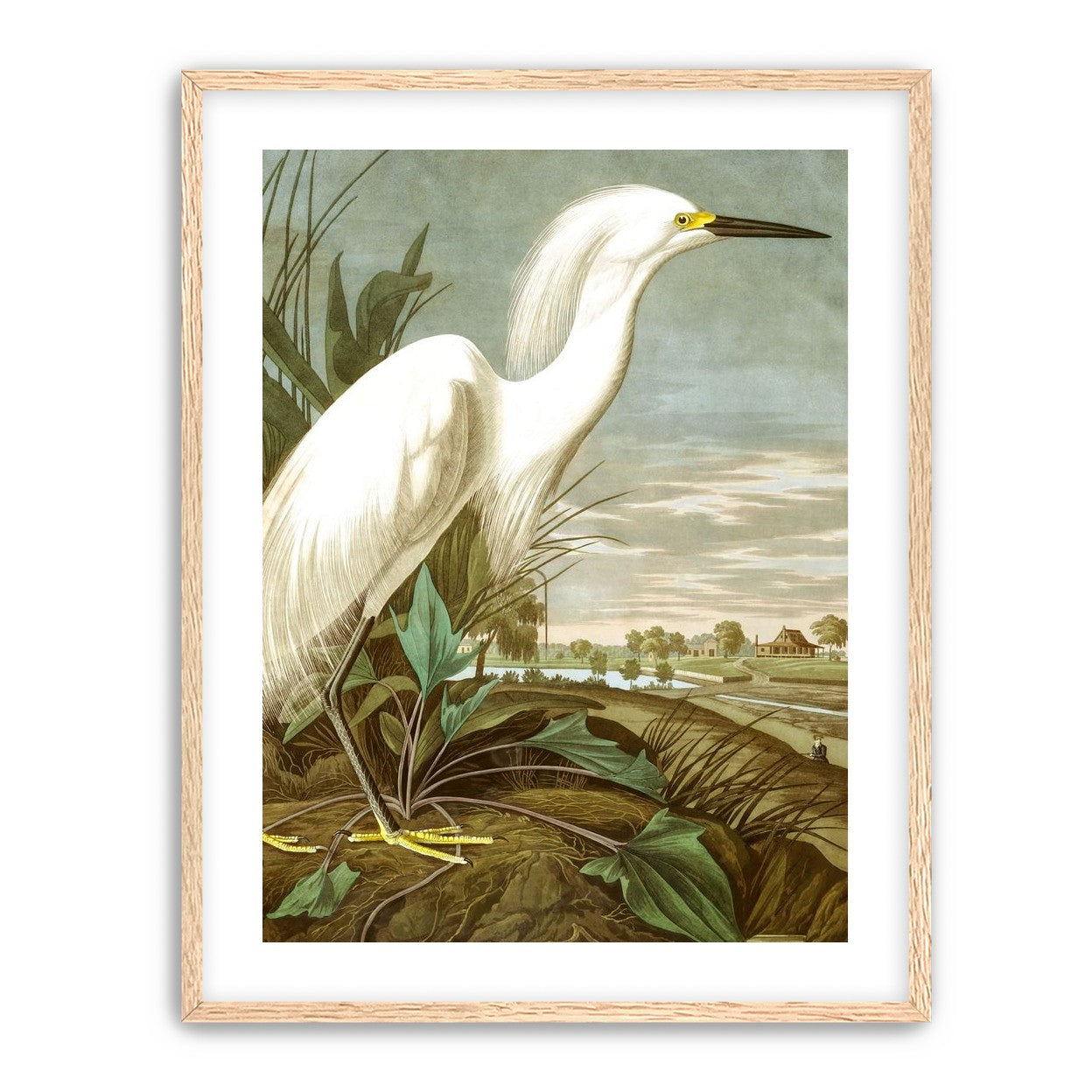 White Egret
