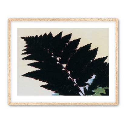 Black leaves on pale ground