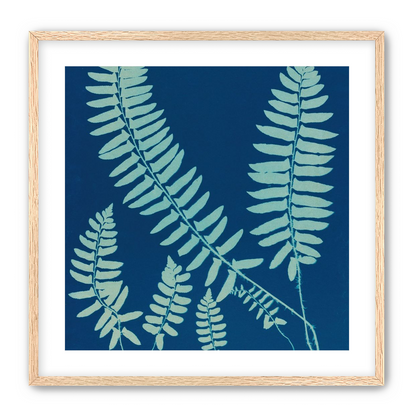 Fern shadows in blue