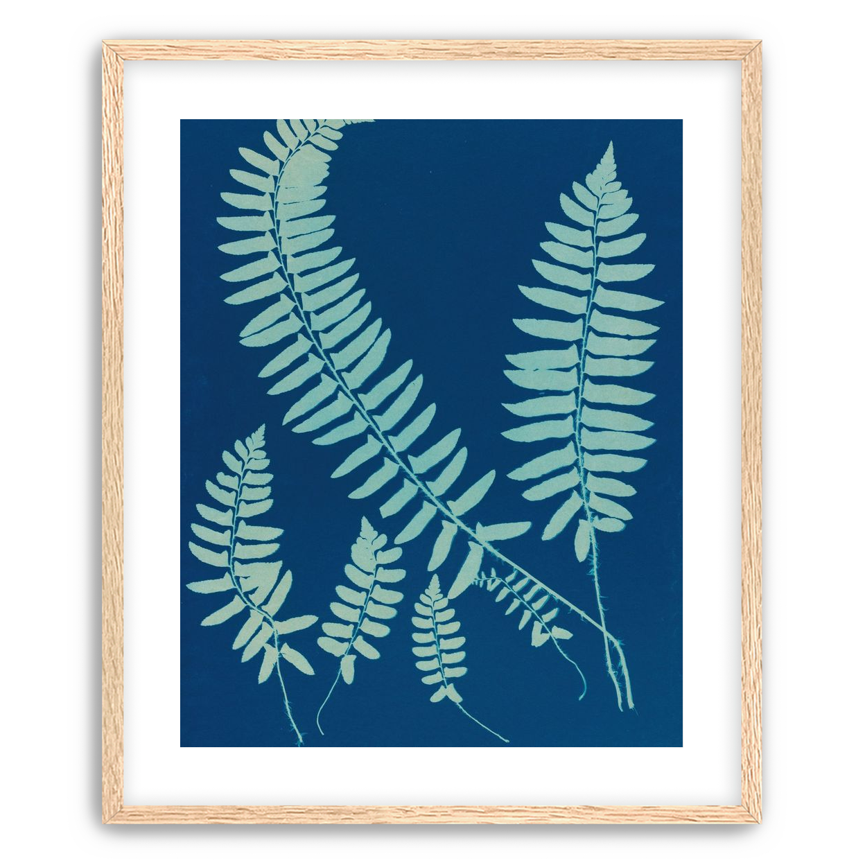 Fern shadows in blue