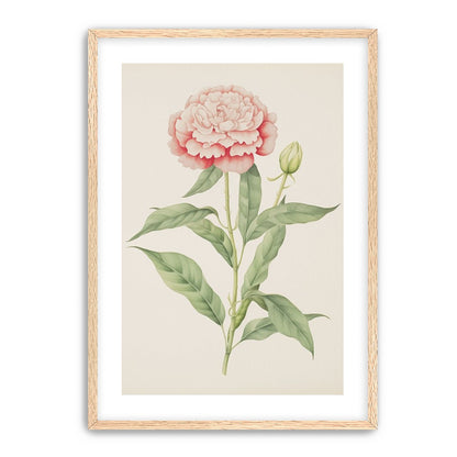 Delicate Blush