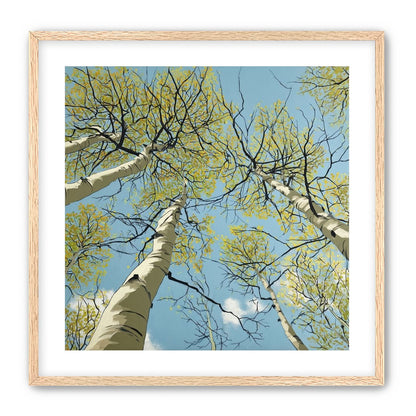 Yellow Leaves Against the Sky
