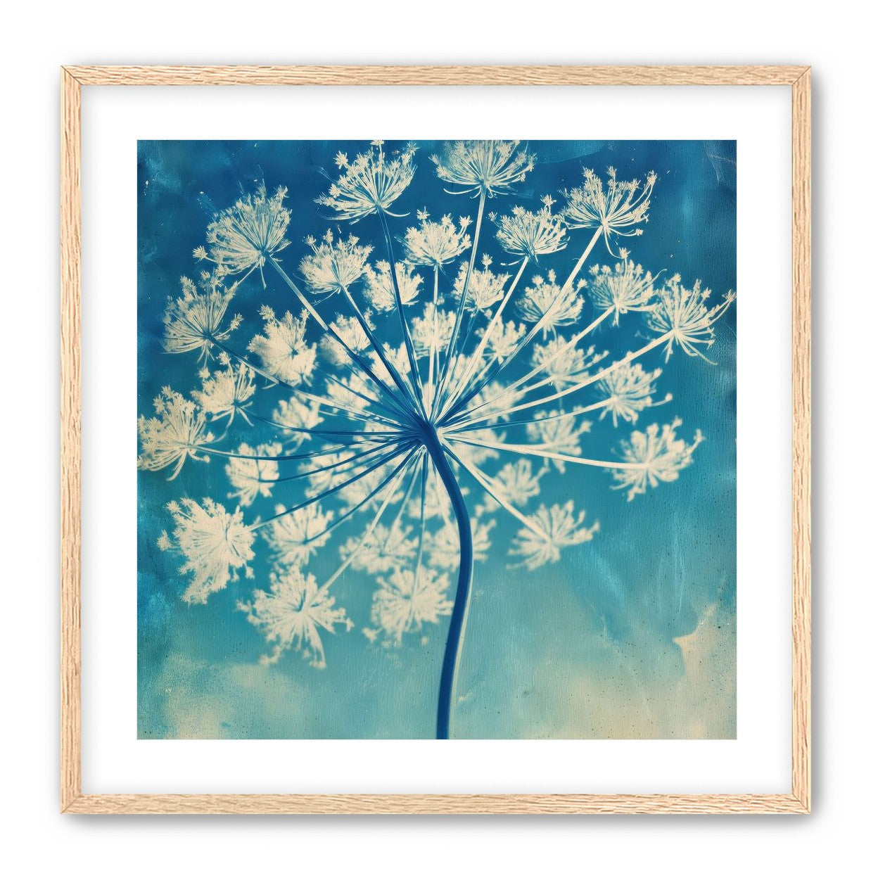 Laceflower Bloom