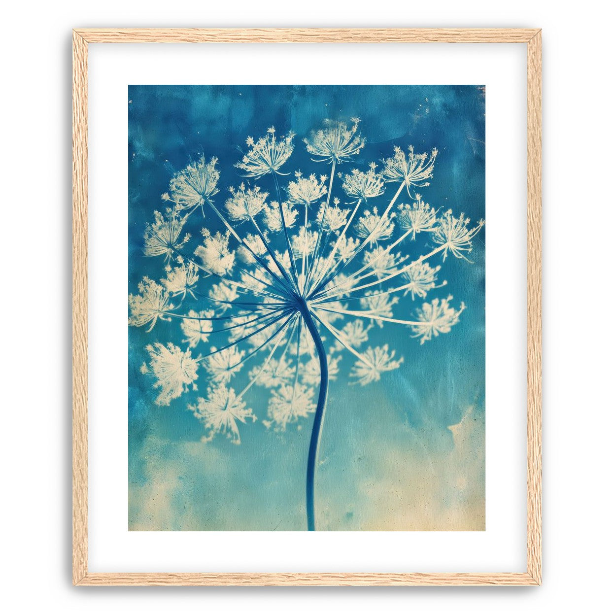 Laceflower Bloom