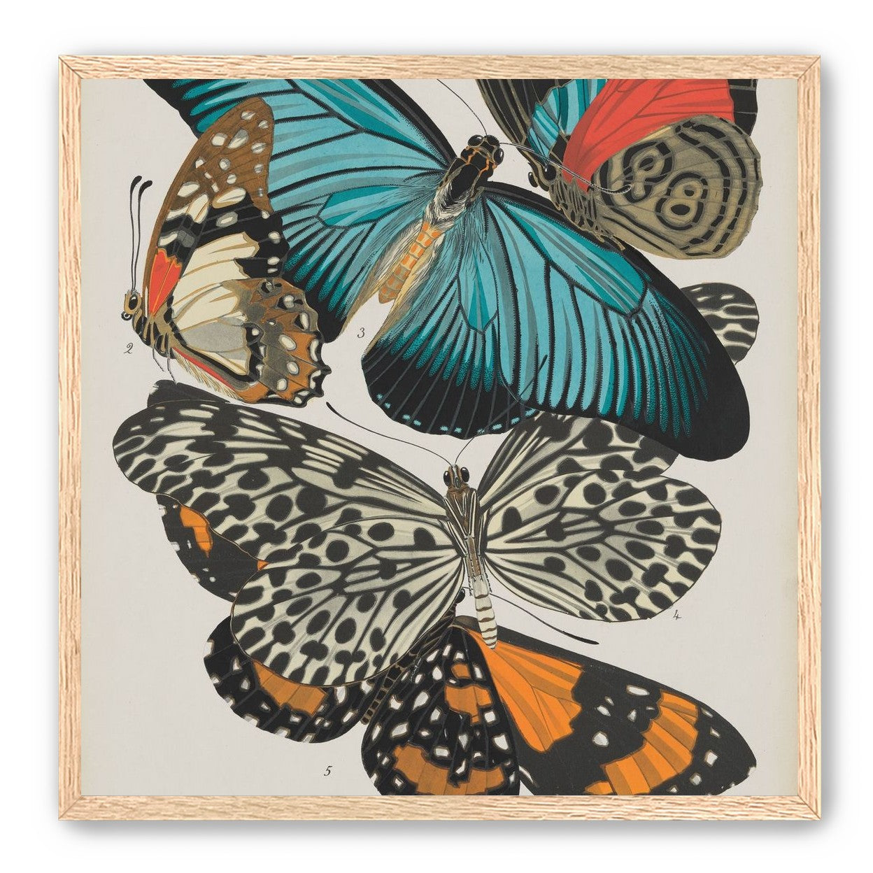 Turquoise wings over orange velvet