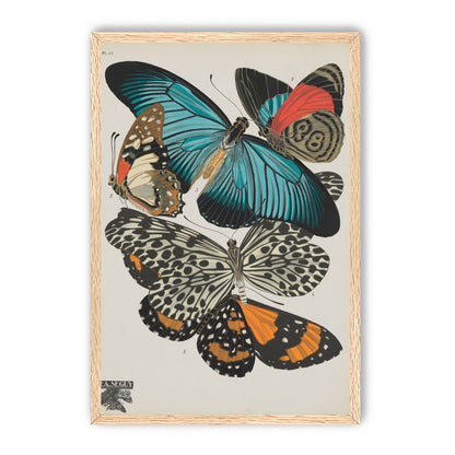 Turquoise wings over orange velvet