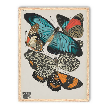 Turquoise wings over orange velvet