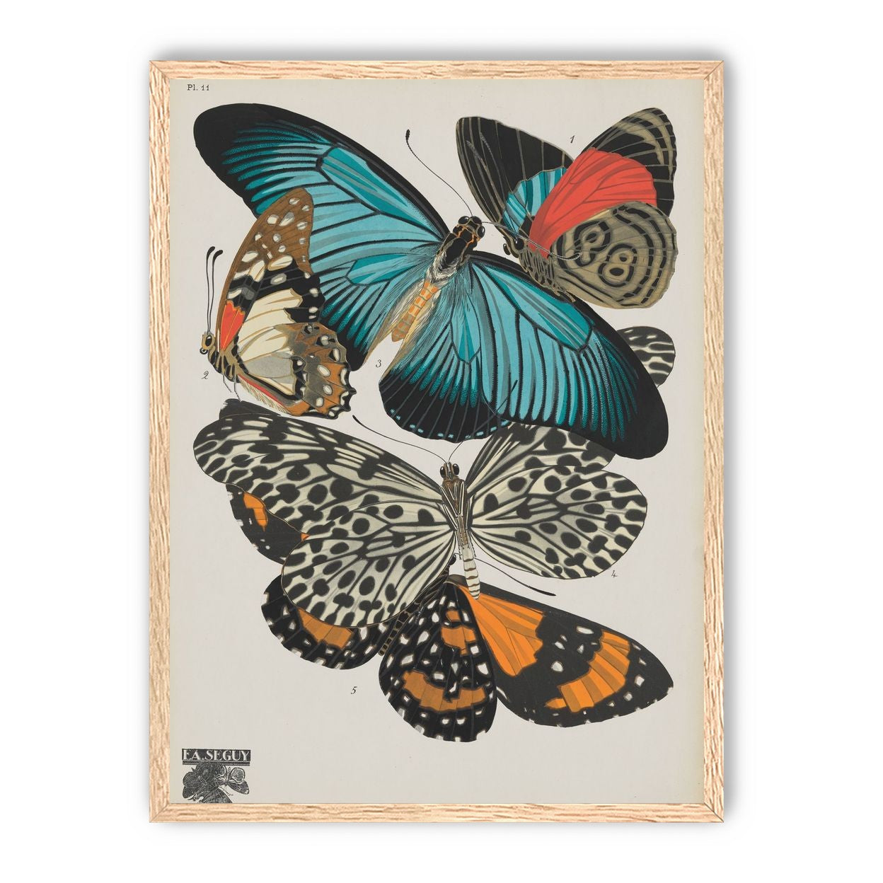 Turquoise wings over orange velvet