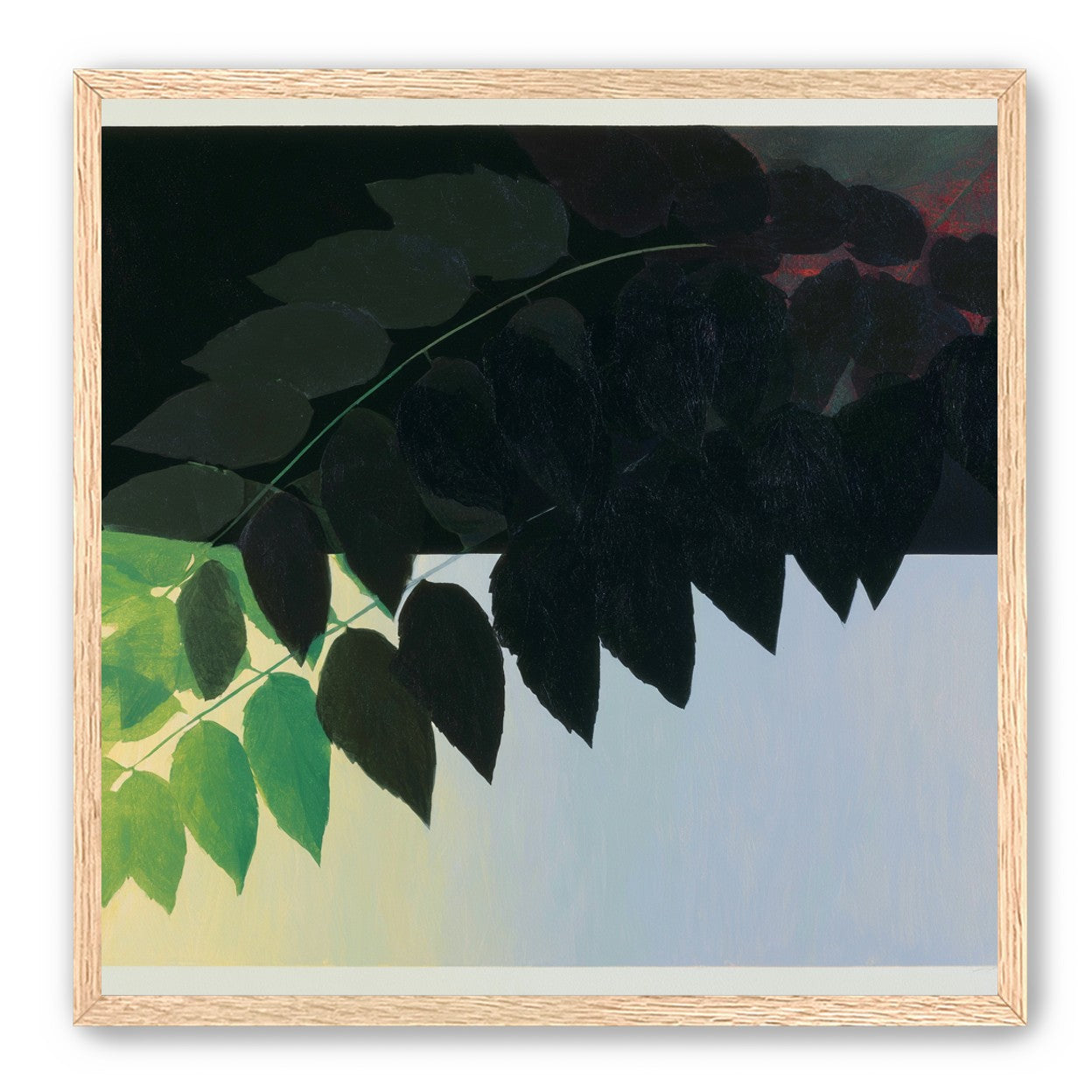 Leaves crossing into shadow