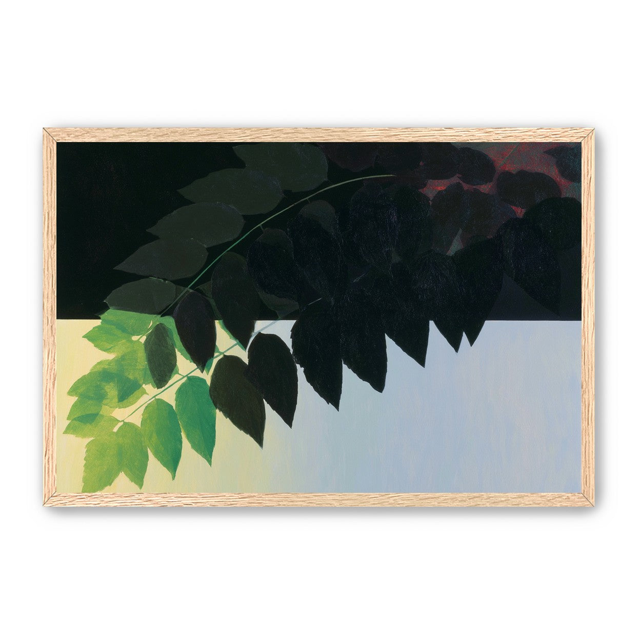 Leaves crossing into shadow