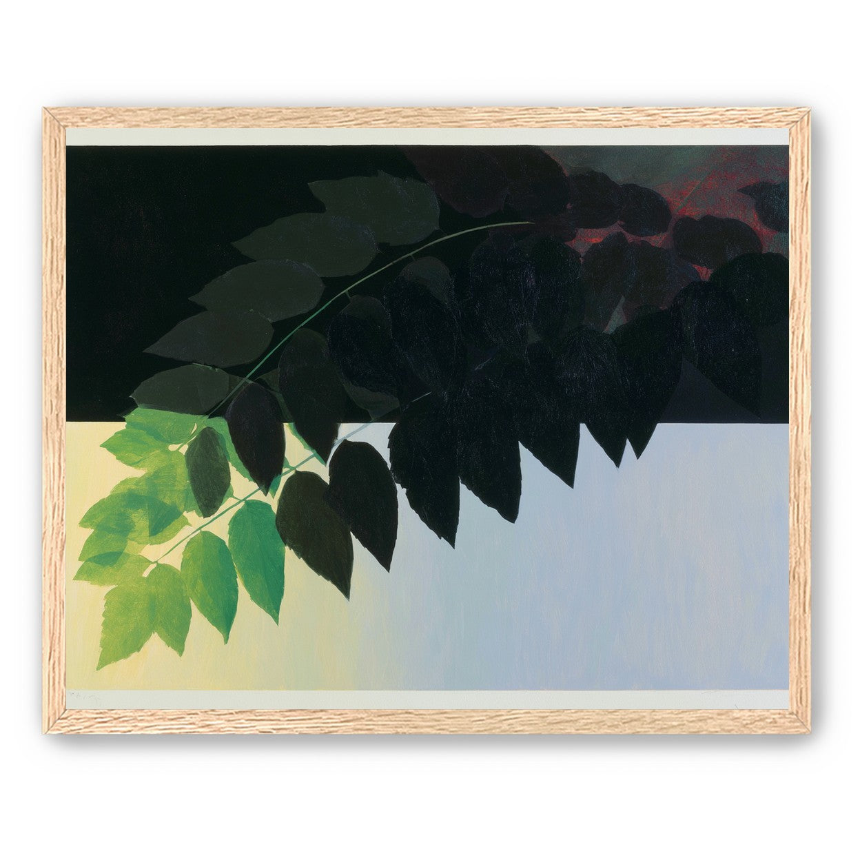 Leaves crossing into shadow