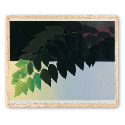 Leaves crossing into shadow