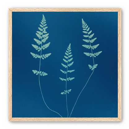 Three ferns in blue