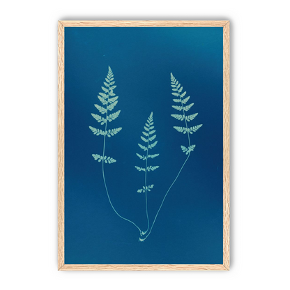 Three ferns in blue