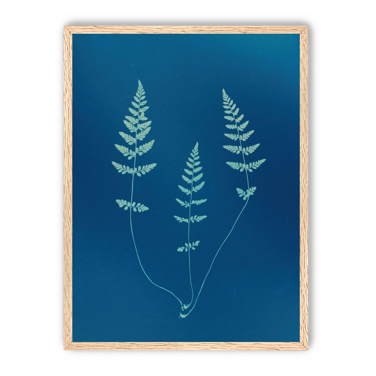 Three ferns in blue