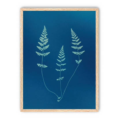 Three ferns in blue