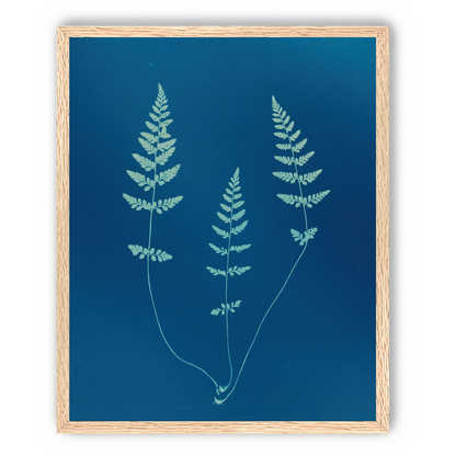 Three ferns in blue