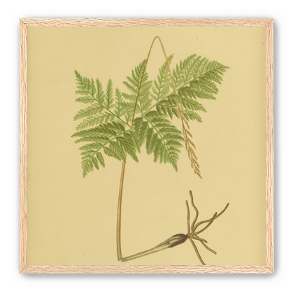 Fern fronds above bare roots