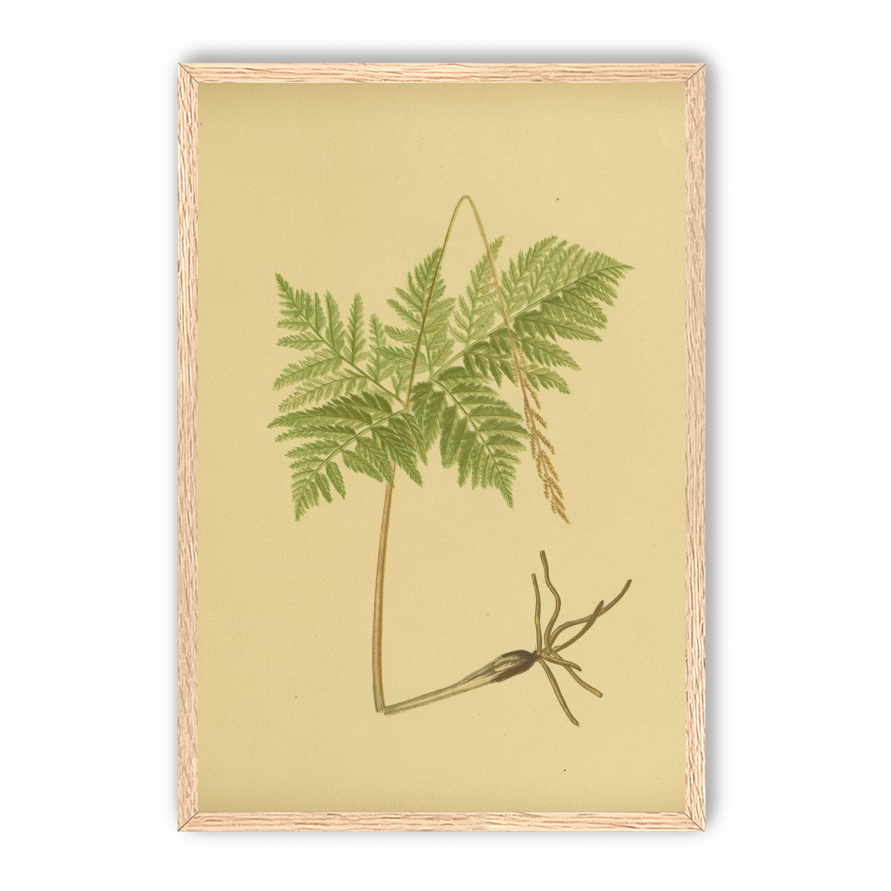 Fern fronds above bare roots
