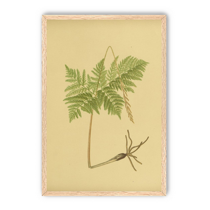 Fern fronds above bare roots