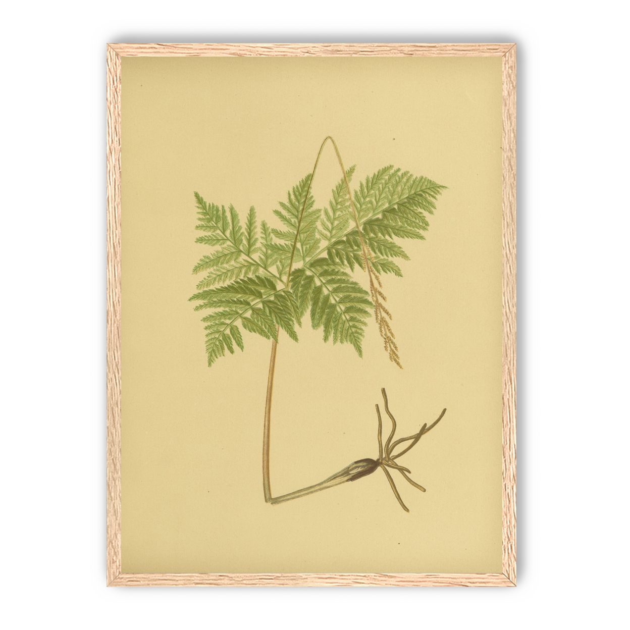 Fern fronds above bare roots