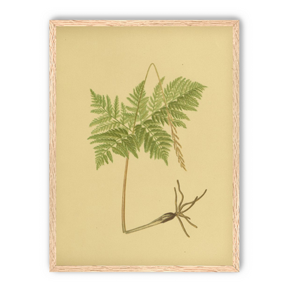 Fern fronds above bare roots