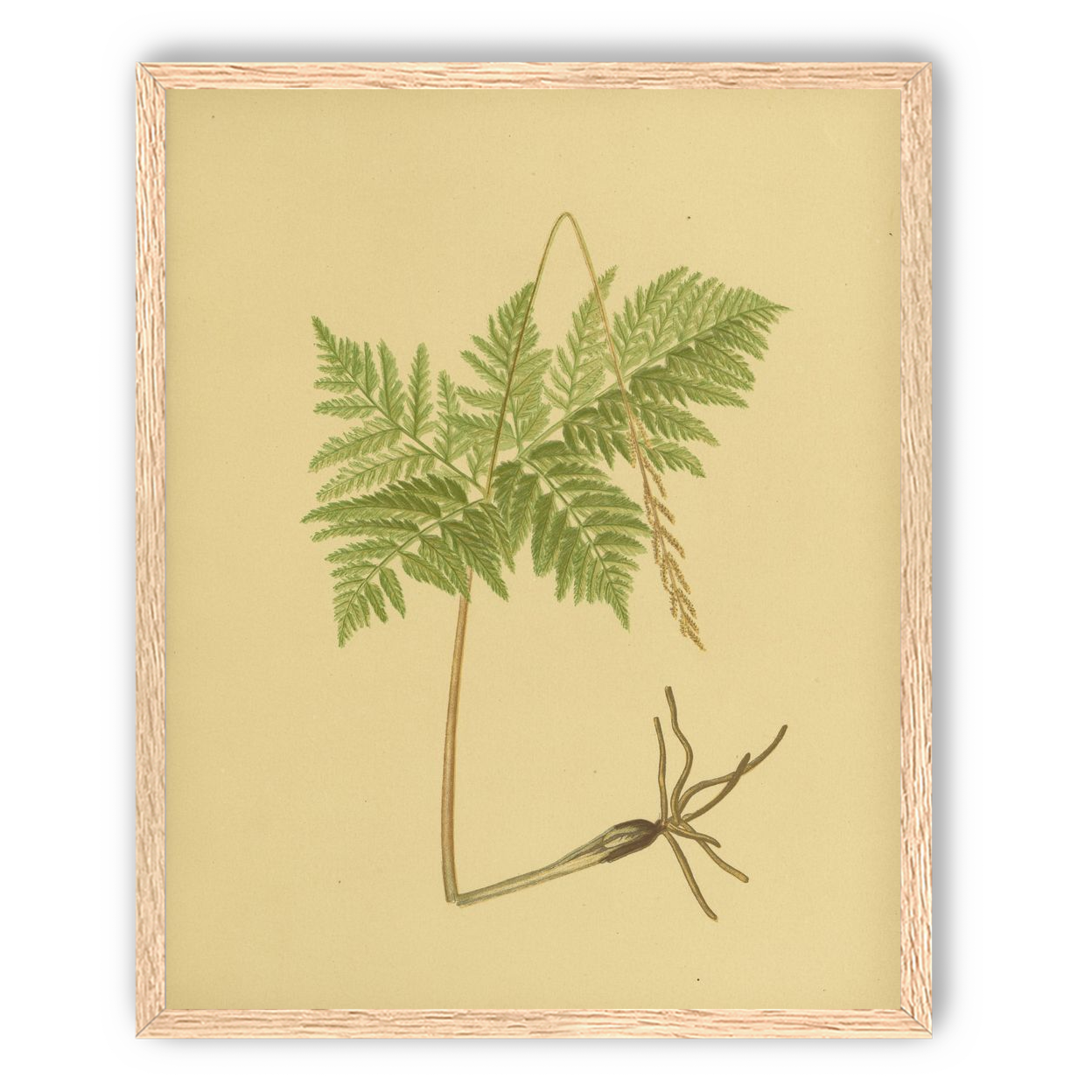 Fern fronds above bare roots