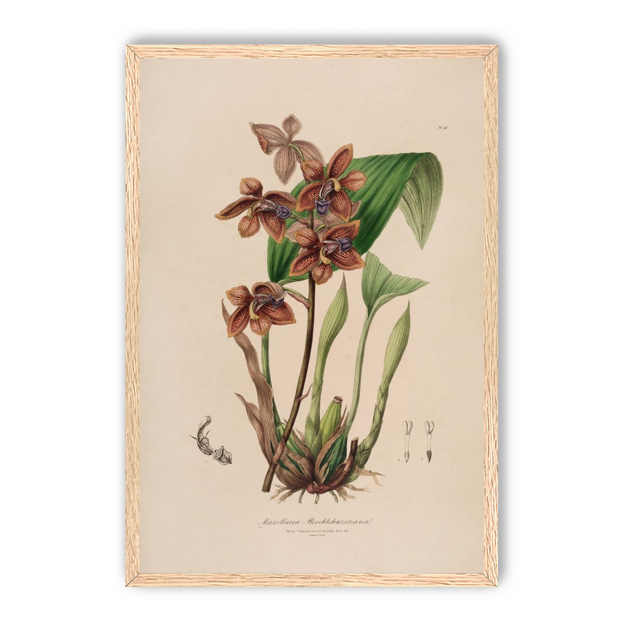 Speckled orchids on pale paper