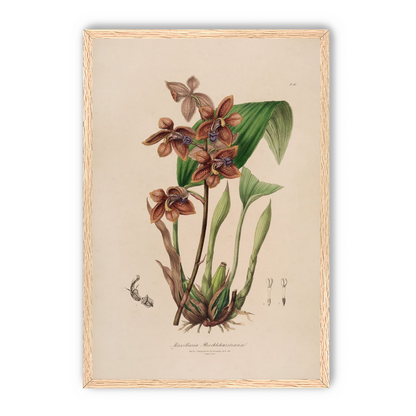 Speckled orchids on pale paper
