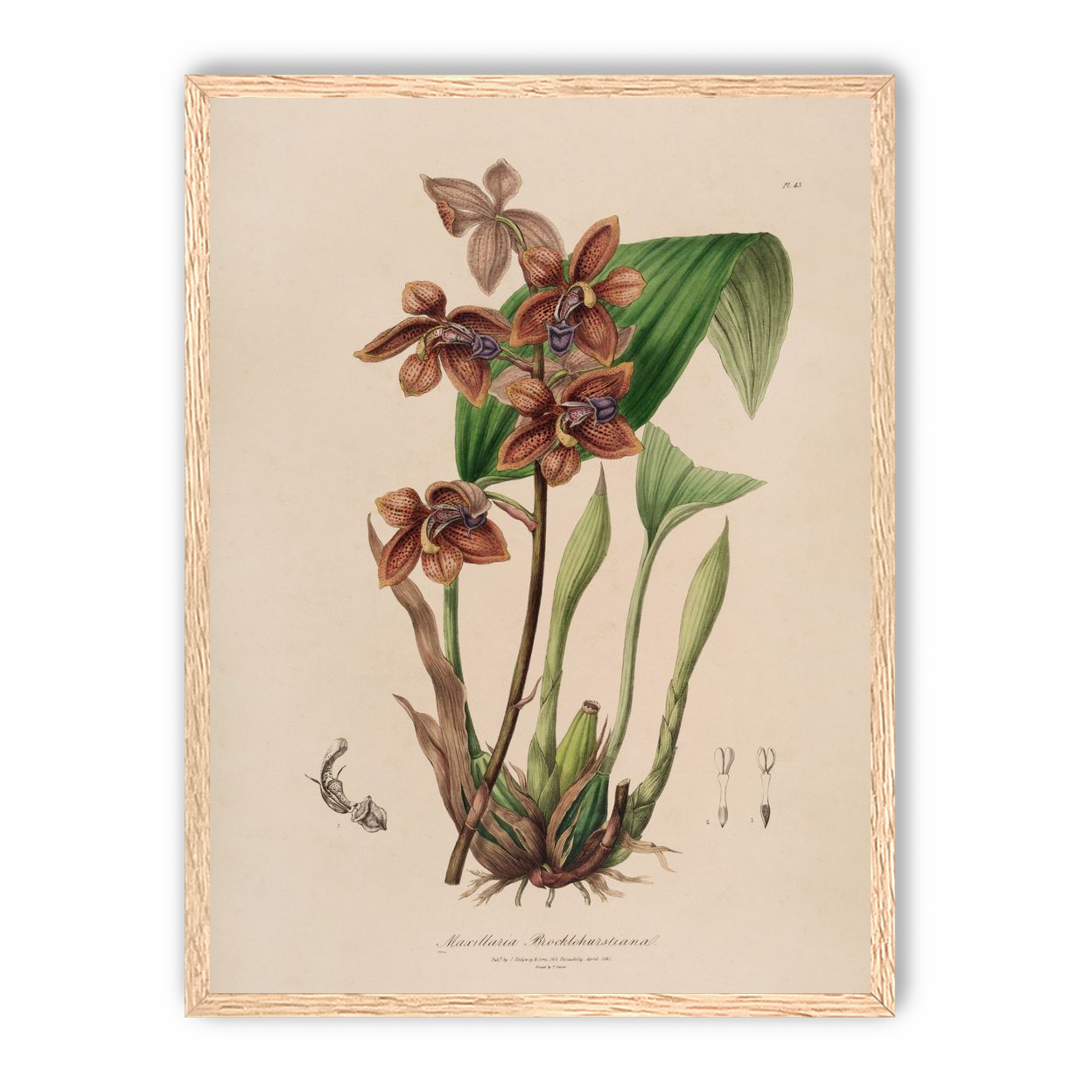 Speckled orchids on pale paper