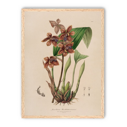 Speckled orchids on pale paper