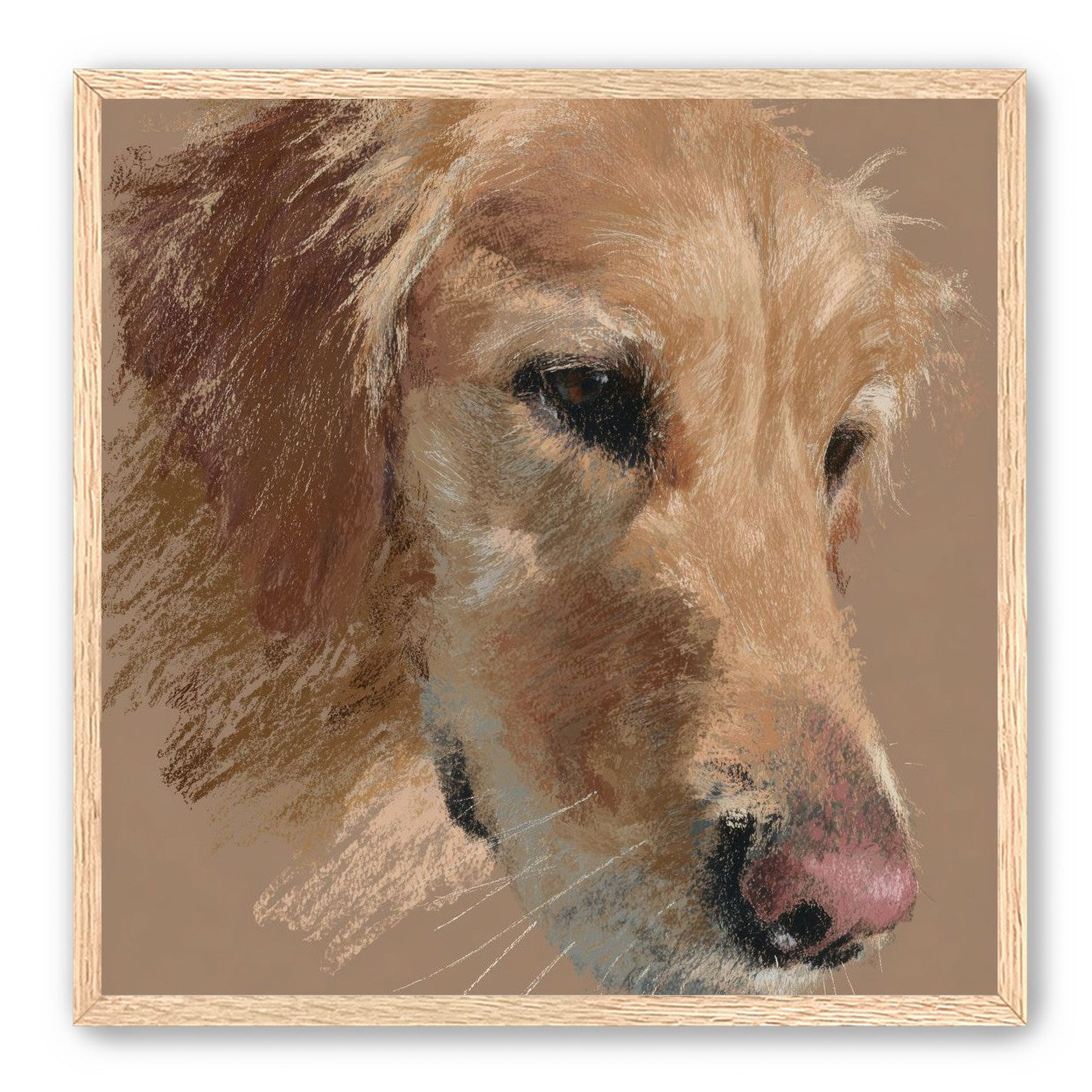 Warm browns on a golden retriever
