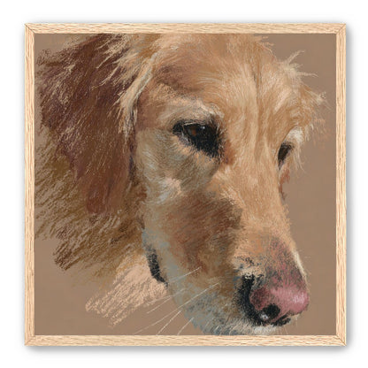 Warm browns on a golden retriever