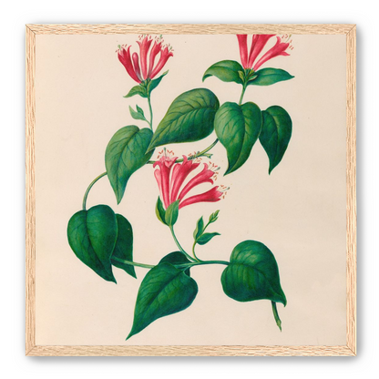 Three trumpets on a vine