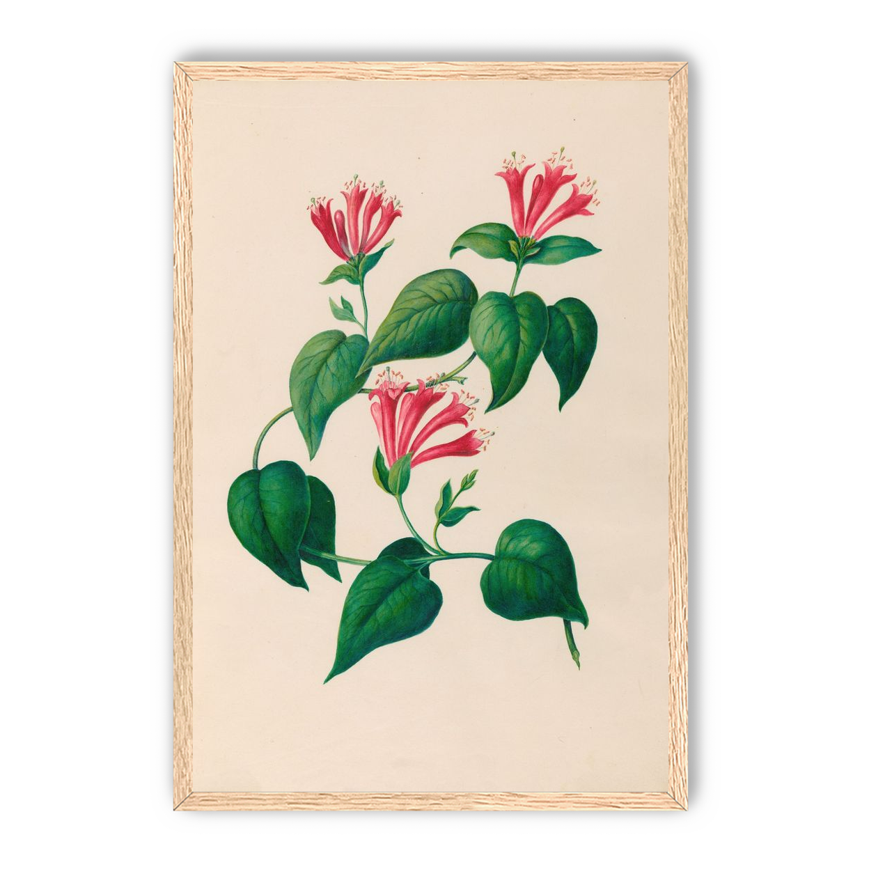 Three trumpets on a vine