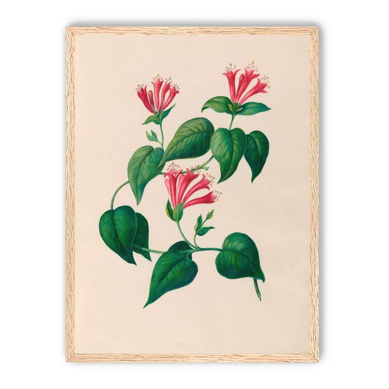 Three trumpets on a vine