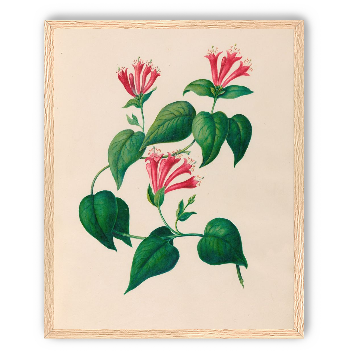 Three trumpets on a vine