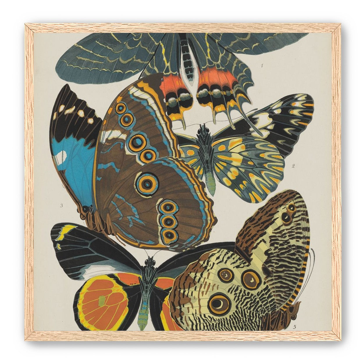 Five butterflies in quiet display